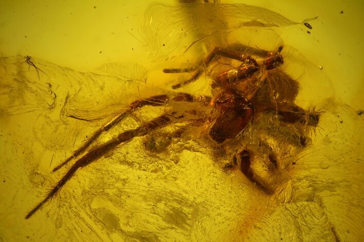 Detailed Fossil Spider (Araneae) in Baltic Amber #159832